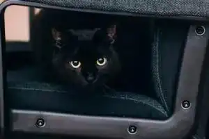 男子发现常有黑猫躲门外偷看,原来是曾经收留过的流浪猫回来探亲
