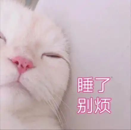 猫为什么非要趴在人身上那是因为.....