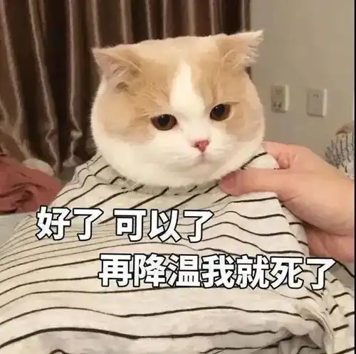 确认过眼神,你在关注我第230期喵表情