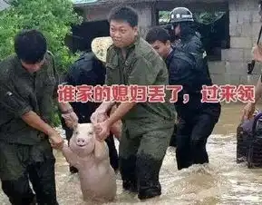 新晋表情包网红猪,最近微信朋友圈微博都被这只猪刷屏了....