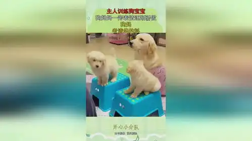 主人训练狗宝宝,狗妈妈一旁表情逐渐骄傲,狗妈考清华的料