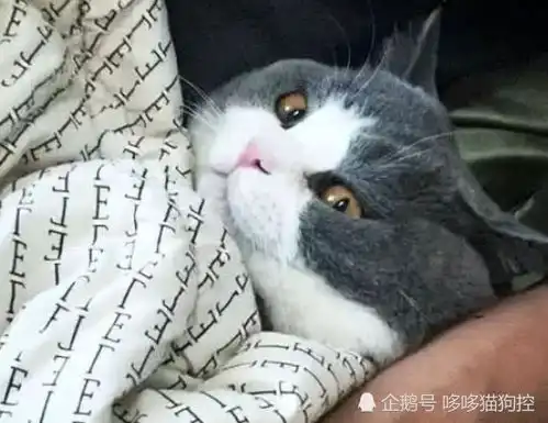 女友把猫咪寄养在小哥家,2天后看到发来照片我们结婚吧