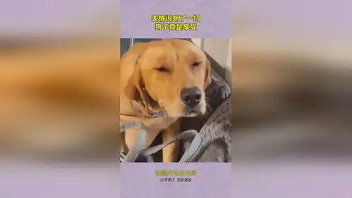 表情说明了一切,狗子真是享受