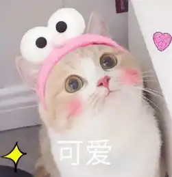 猫咪专访超全撸猫指南