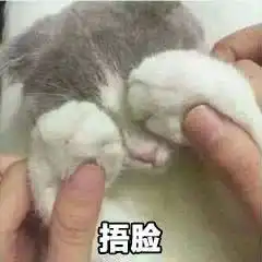 扶朕起来表情包猫咪