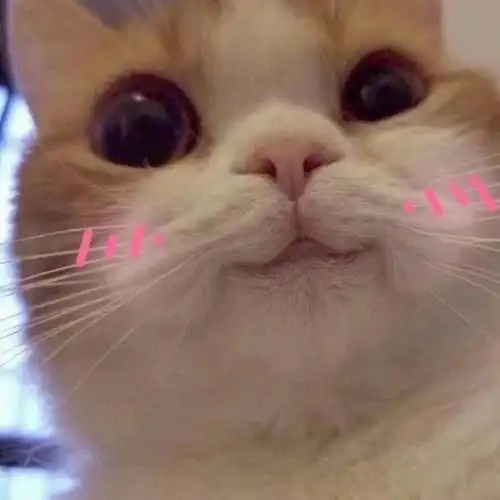 可爱表情包图片女孩子就应该捧在手心里,迎接夸奖