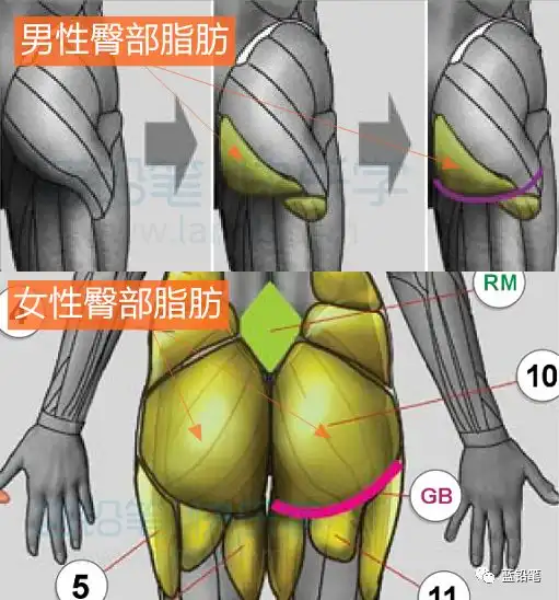 男女人体画法差异之身体差异