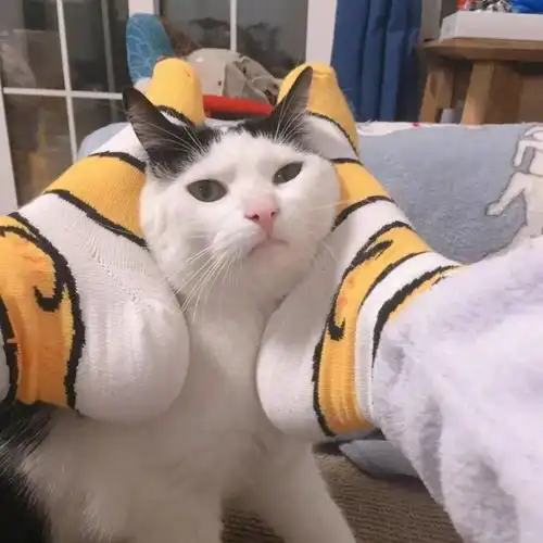 小猫情侣头像不明显