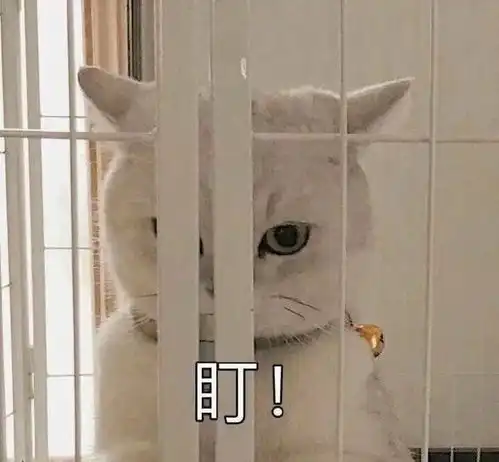 猫猫动漫头像可爱沙雕