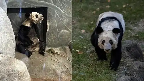 瘦骨嶙峋表情包中国动物