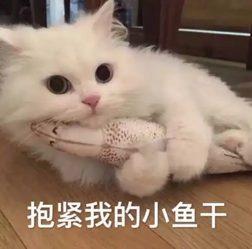 换了十几种猫粮后,我开始给猫吃冻干粮