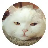 又一波表情包来袭这只猫眼神里全是戏