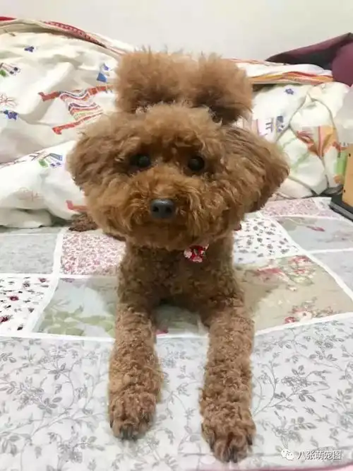 泰迪绑头发后秒变谐星,发型真的很重要