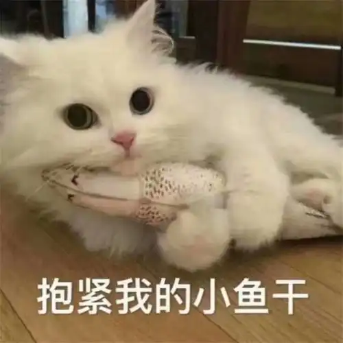 我要这个的猫咪表情包