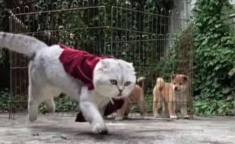 肥猫霸气出逃后,小柴犬们满脸崇拜之意猫哥请受徒儿一拜