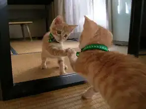 资本何以逐猫猫文化发展现状剖析