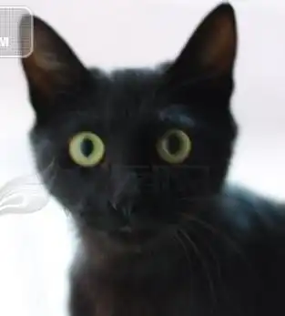 有蓝眼睛的黑猫或绿眼睛的黑猫吗