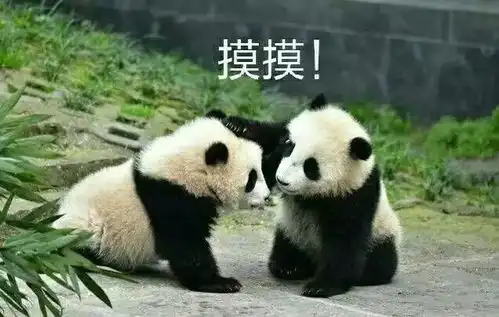 简直了沈阳56级大风,紧接着下雨降温看到最后我笑了