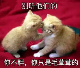 哦呦呦表情包猫咪
