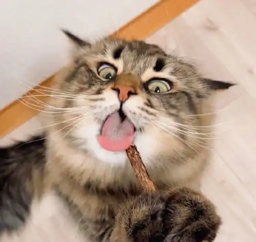 一只倔强的猫咪明明可以靠脸吃饭,却偏偏要做表情包