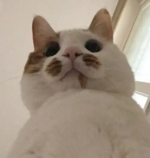 求养猫的姐妹一起合租