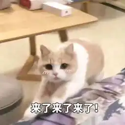 表情包和我一起做鸡好不好