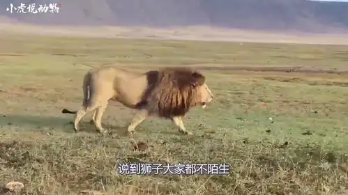 雄狮咬住游客大腿,饲养员直接甩给它一巴掌,雄狮给点面子吧
