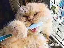 有没有啃牙刷的猫咪头像