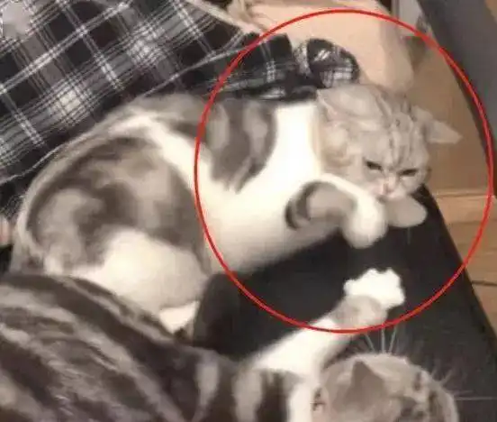 小猫太凶见谁咬谁,主人只好请来猫妈管教,表情笑喷了大义灭喵