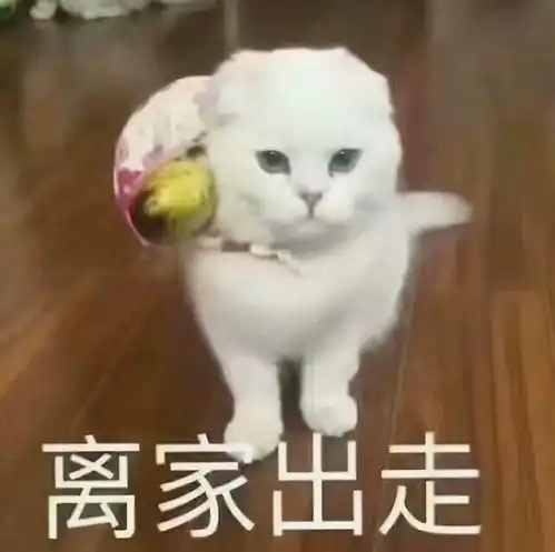 长期被主人冷落的猫咪有这4种行为,猫咪你还不过来哄哄我