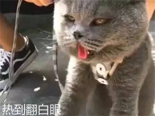 大热天带猫咪出门,这货眼神太幽怨三伏天你穿个皮草试试