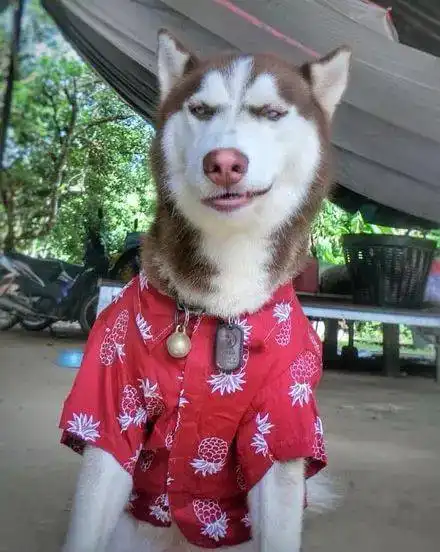 哈士奇天生带鄙视眼神,狗说吧,谁才是主子