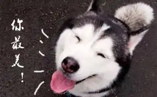哈士奇表情大全装逼必备,拿走不谢