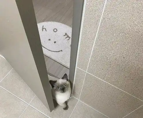 我寻思一只猫能可爱到哪去直到见了它的表情包