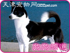 藏獒照片西藏獒犬照片藏獒照片s2.gifzyl9988174