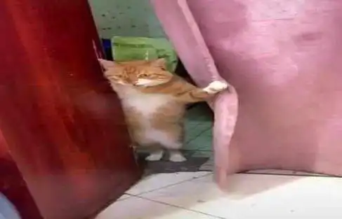 躲门后偷看的表情包橘猫