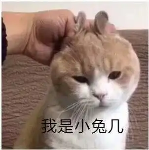 猫咪表情包,好可爱,我心都要化了
