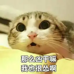 战术发呆猫猫表情