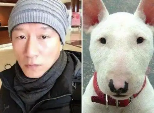 当牛头梗遇上红雷哥,狗子的小表情亮了,笑得铲屎官胃抽筋