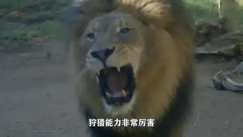 雄狮发飙一巴掌将儿子打翻,雌狮走了过来,下一秒憋住别笑
