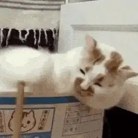 猫猫表情包超沙雕的猫咪表情包