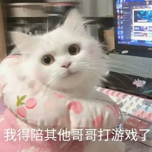 炒可爱猫咪表情包