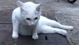 乖乖被摸头的乖巧亲人小白整个院子里最讨人喜欢的猫咪了