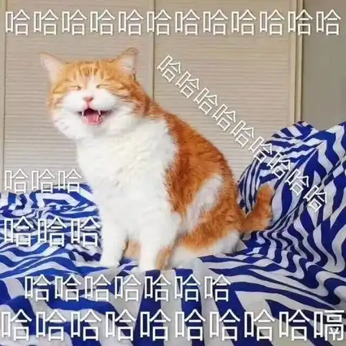 nononono猫表情包在我身