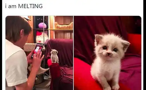 主人给猫拍照,它还做出萌萌的表情,猫拍好看点,要不然挠你猫咪