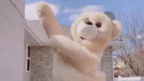 跳舞的泰迪熊熊表情包出处抖音tiktokcharmingbears舞蹈部分合集