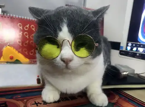 因为网友给猫咪错了礼物,结果喵给了铲屎官这样的表情笑喷了