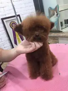 养过泰迪才知道,发型真的很重要