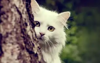 猫咪,网络时代最大的网红