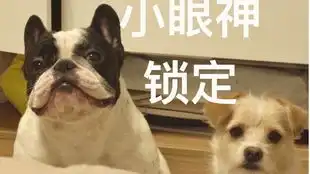 为什么总有人说我像猪猪呢